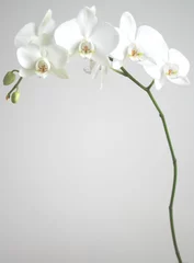 Stickers pour porte Orchidée orchidée blanche