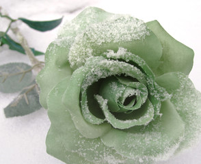 une rose en hivers.