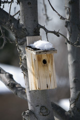 bird house in winter