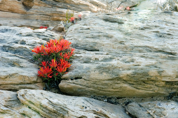 bundle of fire flower moab italy