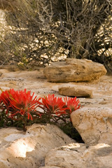 fire flower and stones in moab utah