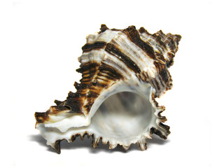 sea shell