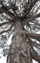pine tree