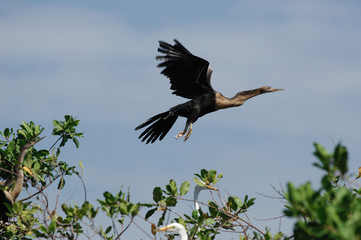 anhinga (anhinga anhinga)