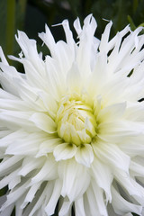 white dahlia