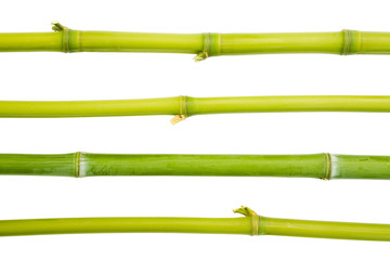 Fototapeta premium bamboo design