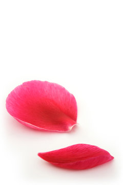 Fototapeta fallen petals