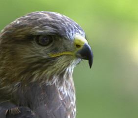 buzzard