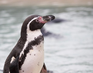 Obraz premium humboldt penguin