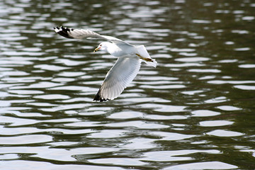 soaring seagull