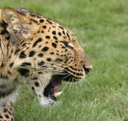 Fotobehang growling leopard © Oneworld-images