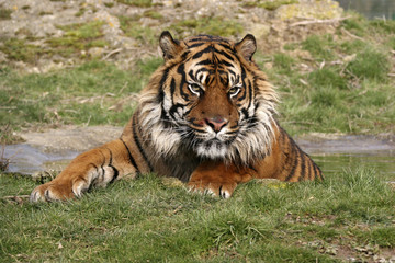 Obraz premium sumatran tiger