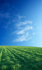 wheat field over beautiful blue sky 2