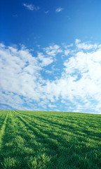 wheat field over beautiful blue sky 4