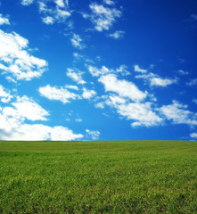 wheat field over beautiful blue sky 10