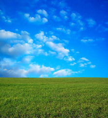 wheat field over beautiful blue sky 9