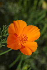 california state flower: the golden poppy