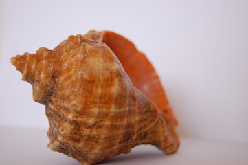 shell 03