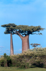 Fototapeta na wymiar Allee des baobaby Morondava, Madagaskar