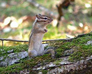 Naklejka na ściany i meble Siberian Chipmunk