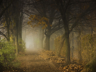 park alley in the fog