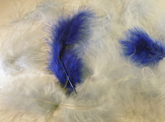 pastel feathers