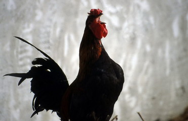 coq