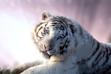 tigre blanc
