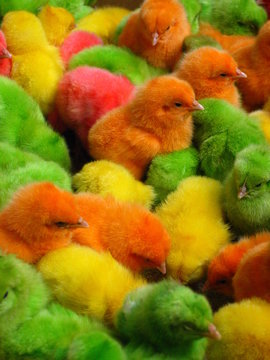 Colored Chicks