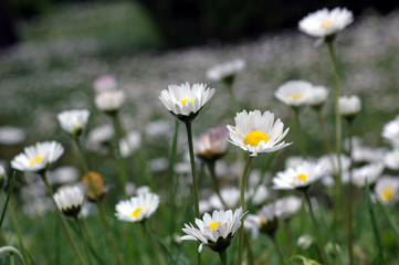 field of daisy's