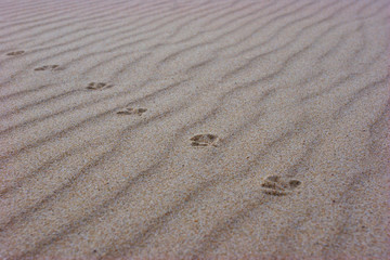 Fototapeta na wymiar footprints of a bird in the sand