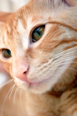 ginger tabby