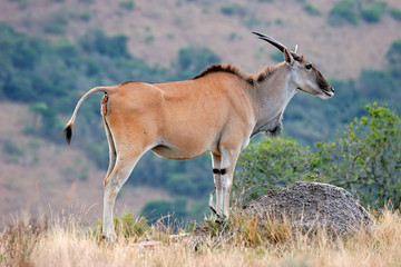 eland antelope