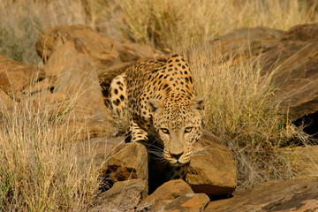 male leopard