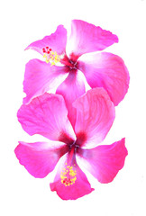 photo pink flower