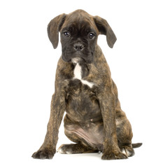 Obraz premium chiot boxer