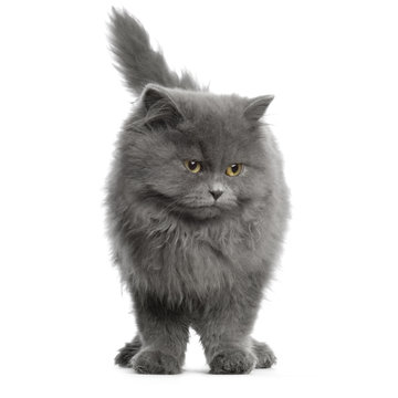 chat persan