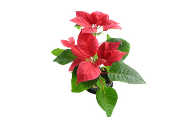 poinsettia