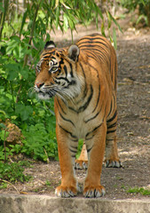 tiger