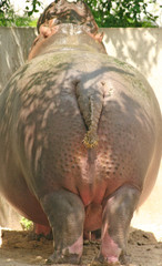 nilpferd