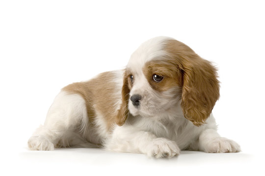 chiot cavalier king charles ou &eacute;pagneuls anglais