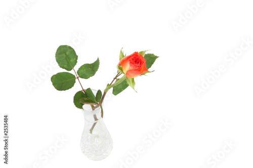 Single Rosebud In A Vase Stock Photo And Royalty Free Images On