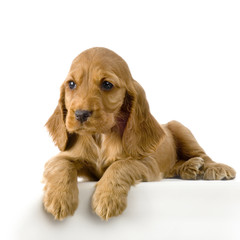 chiot cocker anglais