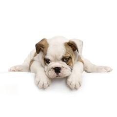 chiot bouledogue anglais