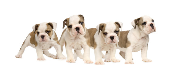 chiot bouledogue anglais