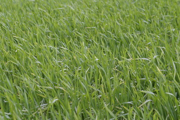 texture herbe
