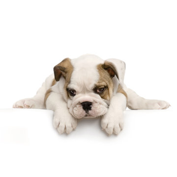 Fototapeta chiot bouledogue anglais