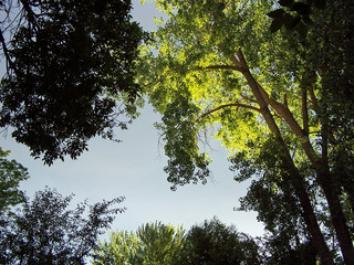 up past the trees - 01