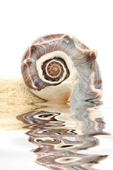 spa towel and seashell