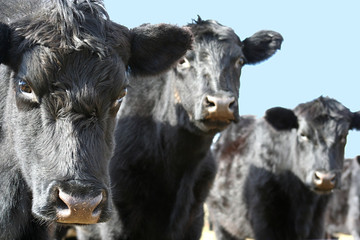 three black cows